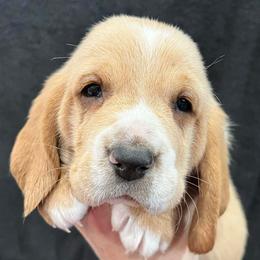 Reese's (royal blue) - Red and white male Basset Hound puppy in Kingsport, Tennessee from Bear’s Bassets