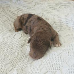 Stetson - Merle male Goldendoodle puppy in Livermore, Colorado from Heritage Hills Family Doodles