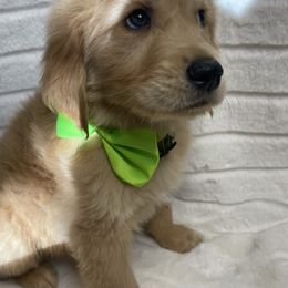 Golden Retriever Puppies from GB kennel