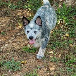 Australian Cattle Dog Puppies from Wood Haven Farm of SC