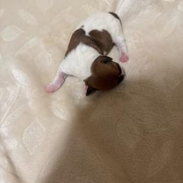 Boy with saddle on back - Brown and white male Jack Russell Terrier puppy in Greeneville, Tennessee from Wampler Jacks