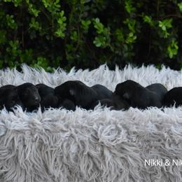 Girl 3 - Black female German Shepherd puppy in Mariana, Florida from Haus M Godwin