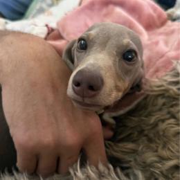 Sterling - Fawn (isabella) and tan male Dachshund puppy in Salem, Oregon from Ide's of March Dachshunds