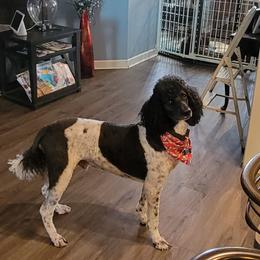 Leo - Poodle