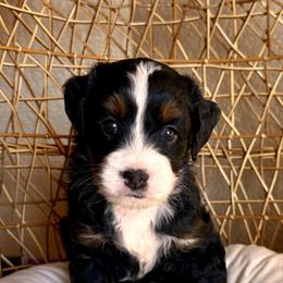 Dasher - Tri-color male Bernedoodle puppy in Pueblo, Colorado from Doodles of the Rockies