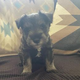 Max - Salt and pepper male Miniature Schnauzer puppy in Anthony, Florida from Amanda Tragash