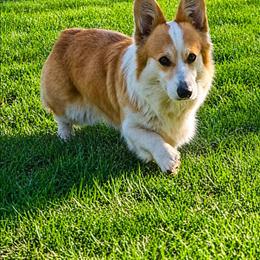 Monet - Pembroke Welsh Corgi