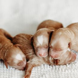 Goldendoodles from Cali Style Doodles