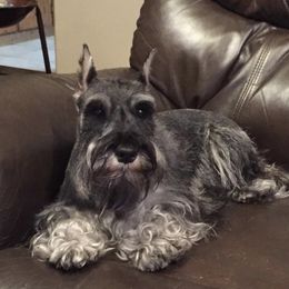 Lara - Miniature Schnauzer