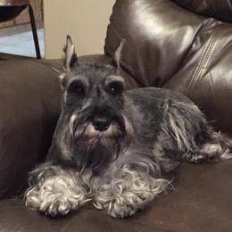Lara - Miniature Schnauzer
