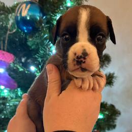 Eden - Fawn female Boxer puppy in Watervliet, New York from Shamrock's Boxers