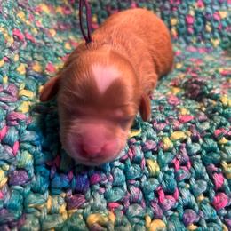 Purple Girl - Red  female Goldendoodle puppy in Richmond, Kentucky from The Doting Doodle