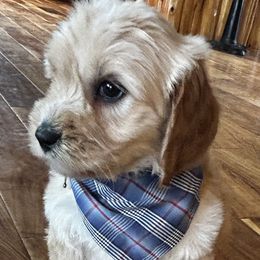 Boy 3 - Australian Labradoodle puppy in Missouri from Sweet Maple Labradoodles, LLC