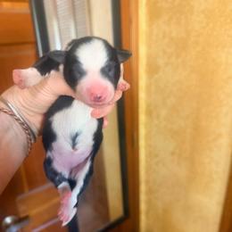 Classic-marked female - Black and white female Border Collie puppy in Lebanon, Oregon from Cahill’s Canines