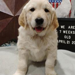 Brown collar boy - Light golden male Golden Retriever puppy in Rochester, Washington from Grand Mound Goldens