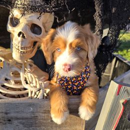 Charlie Brown - male Australian Mountain Doodle puppy in Hooper, Utah from Saltwater Doodles