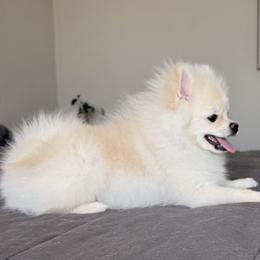 Chunky - White male Pomeranian puppy in Las Vegas, Nevada from Pomeranian Puppies