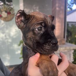 White Collar - Fawn female Cane Corso puppy in Kingsport, Tennessee from Gray Cane Corsos