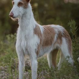 Ibizan Hounds from Crowned Ibizan Hounds