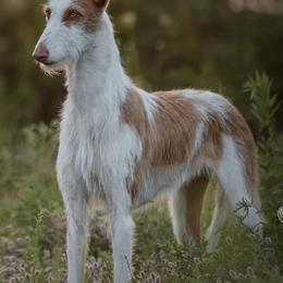 Ibizan Hounds from Crowned Ibizan Hounds