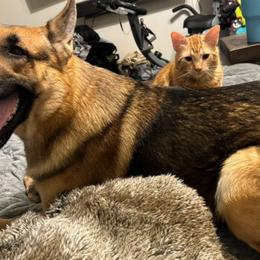 Stitch - German Shepherd