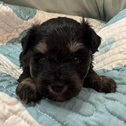 Boy-Blue - Black and silver male Miniature Schnauzer puppy in Stevenson, Alabama from Rivers Edge Schnauzers by Joyce Clark
