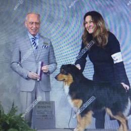 Riley - Australian Shepherd