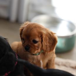 Charm - Ruby female Cavalier King Charles Spaniel puppy in Payette, Idaho from Stonewick Retrievers
