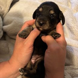 Isabela - Black and cream female Dachshund puppy in Cattaraugus County, New York from H&C’s Dachshunds and Retrievers