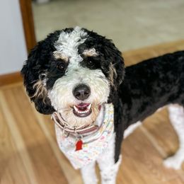 Betsy - Bernedoodle