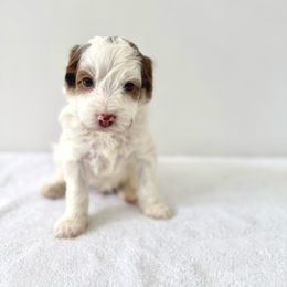 Stromboli - Merle male Goldendoodle puppy in Gilbert, Arizona from Sunny Doodles