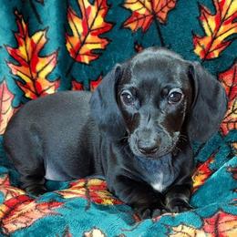 HELGA - Black female Dachshund puppy in Swink, Oklahoma from Palali Farm