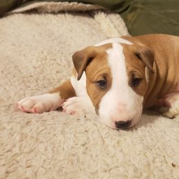 Bull Terrier Puppies from Virtue Bull Terriers