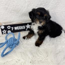 Oreo Cookie - Phantom male Poodle puppy in Florida from Adorable Toy-Miniature Poodles