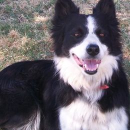 Border Collies from Cimarron Farm