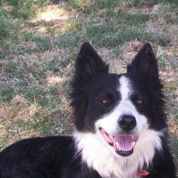 Border Collies from Cimarron Farm