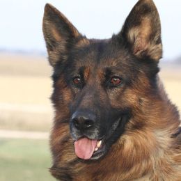 Fedor - German Shepherd