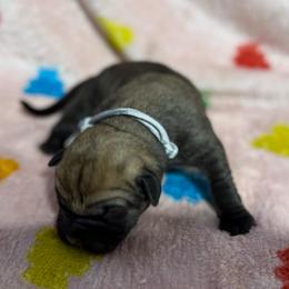 Silver Collar N - Fawn male Cane Corso puppy in Paris, Texas from Knucklehead Cane Corso