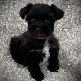 Small Liver Male - Liver male Miniature Schnauzer puppy in San Augustine, Texas from My Little Schnauzer Pals