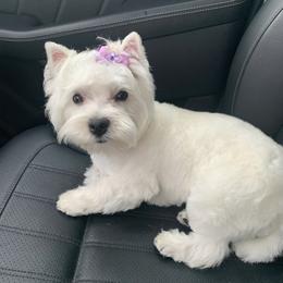 West Highland White Terrier All Grown Up from Dixieland Westies