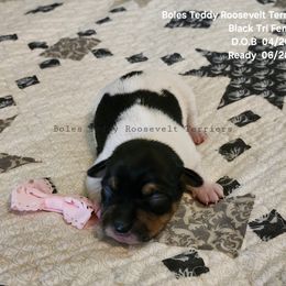Black Tri Female - Black and white Teddy Roosevelt Terrier puppy in Holton, Indiana from Boles Family Farm