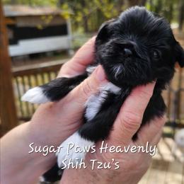 2nd born girl - Black and white female Shih Tzu puppy in Havelock, North Carolina from Sugar Paws Heavenly Shih Tzu’s