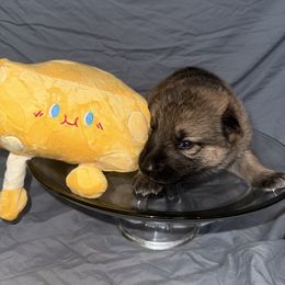 Asiago - Sable female German Shepherd puppy in Magnolia, Texas from K & Q Shepherds