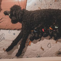 Poodle Puppies from Huckleberry Standard Poodles