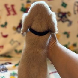 Dachshund Puppies from Winnie’s Doxies