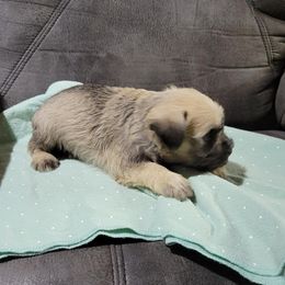 Miniature Schnauzers from DeV Walter’s Miniature Schnauzers