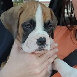 Boxer Puppies from Boxer Blessings Kennel
