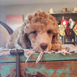 Purple Girl - Sable female Poodle puppy in Casa Grande, Arizona from Arizona's Once Upon A Boston and Poodle ❤️