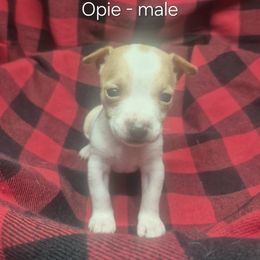 Opie - White and lemon male Teddy Roosevelt Terrier puppy in Murray, Kentucky from Froschwald German Shepherds and Xanadu Teddy Roosevelt Terriers