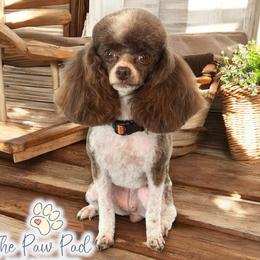 Kisses - Poodle